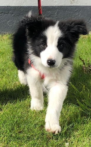 Prod�m �t��ata border kolie