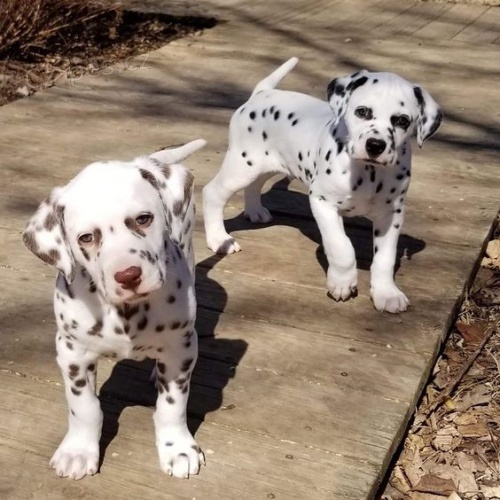 Prod�m o�kovan� �t��ata dalmatin�