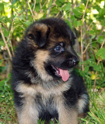 Prod�m �t��ata n�meck�ho ov��ka