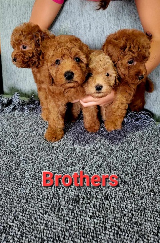 Mini pudl �t��ata