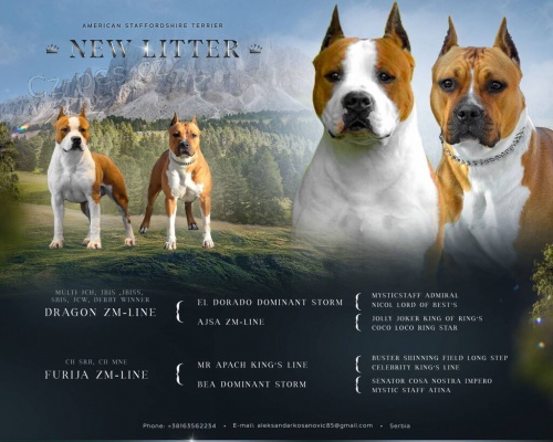 Americk� staford teri�r NEJLEP�� KVALITA