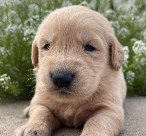 �t��ata zlat�ho retr�vra