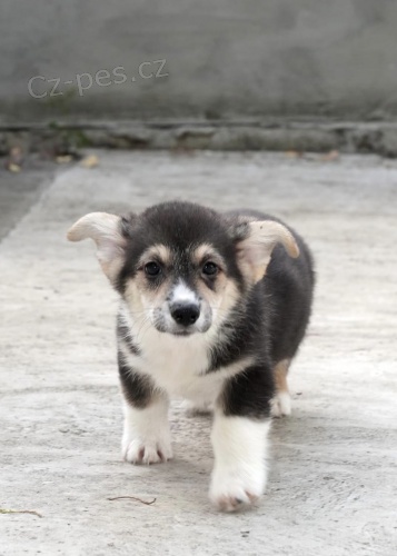 Pembroke Welsh Corgi TOP �t��ata