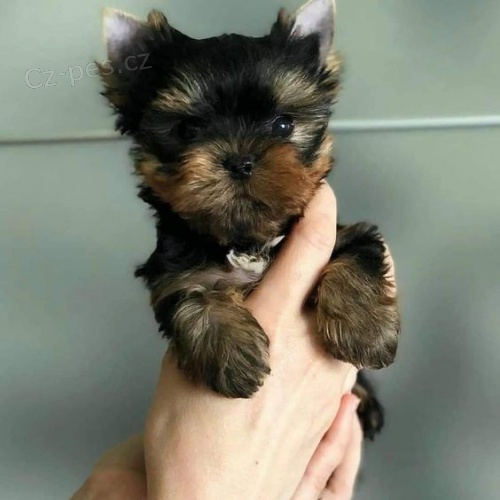 Prod�m �t��ata mini Yorkie.