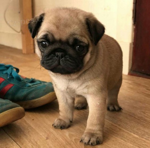 prod�m o�kovan� �t��ata mops�