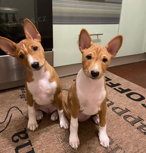 Prod�m o�kovan� a od�erven� �t��ata Basenji.