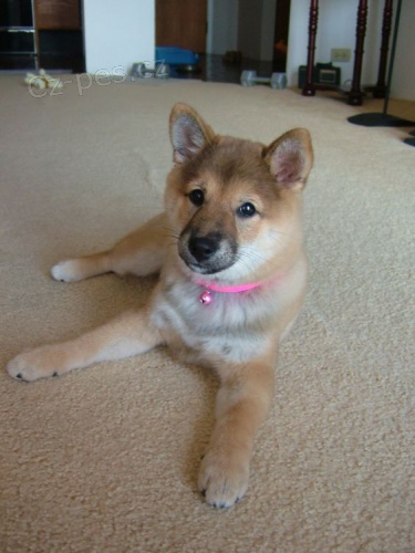 Prod�m �t��ata shiba inu