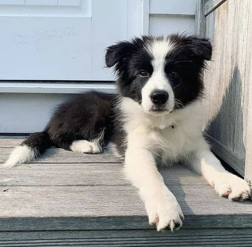 Prod�m �t��ata border kolie