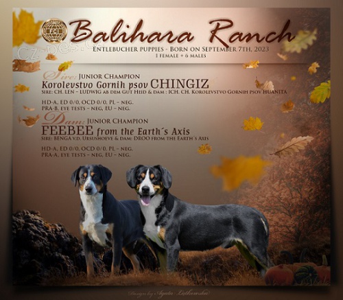 Entlebu�sk� sal. pes