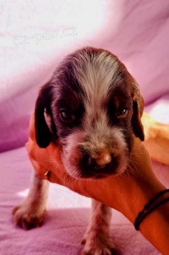 CHS Ammaelis Garden prijima rezervace na stenata