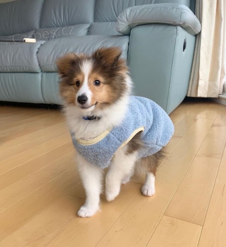 Prod�m �t��ata shetlandsk�ho ov��ka o�kovan� a od�erven�.