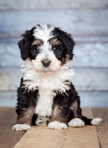 Prod�m mini �t��ata Bernedoodle.
