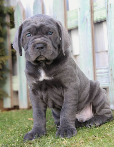 Prod�m zdrav� o�kovan� �t��ata italsk�ho Cane Corso