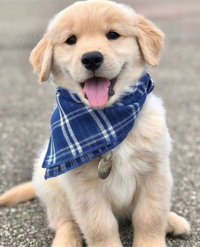 Prod�m �t��ata zlat�ho retr�vra.