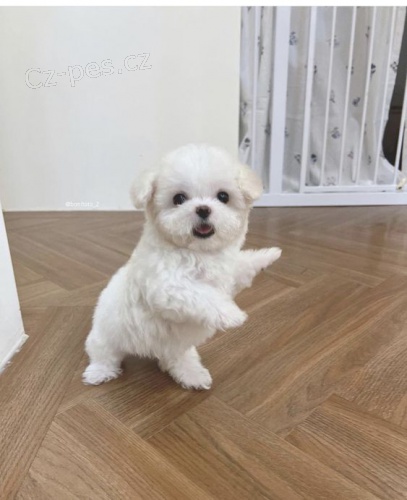 �t��ata bi�onka jsou k dispozici a p�ipravena k prodeji.