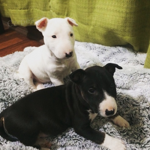 Prod�m �t��ata anglick�ho bulteri�ra.