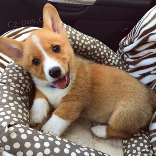 Prod�m �t��ata Pembroke Welsh Corgi.