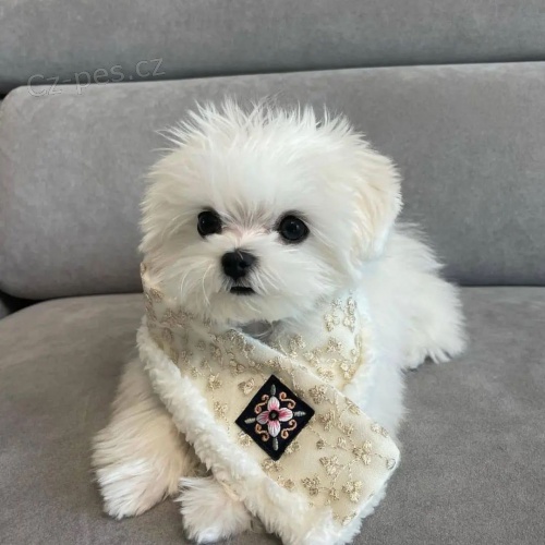 malt�zsk� �t��ata na prodej.