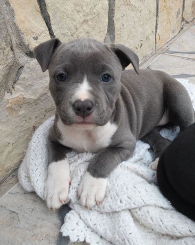 Prod�m americk�ho pitbulteri�ra    