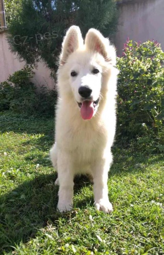 B�l� �v�carsk� ov��k �t��ata