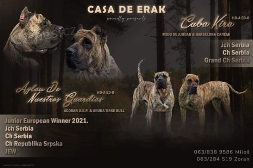 Presa Canario kr�sn� �t���tka