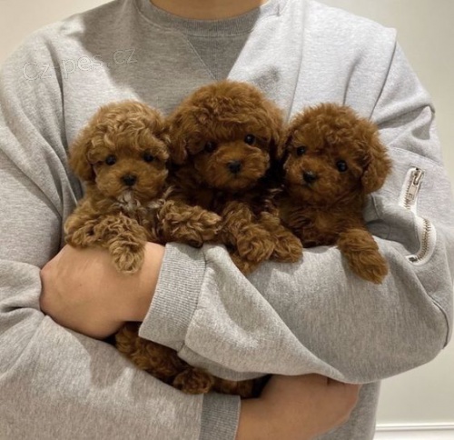 mini toy �t��ata pudla k adopci.