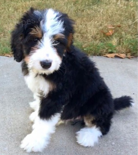Prod�m zdrav� a o�kovan� �t��ata mini hra�ek Bernedoodle.