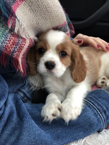 Prod�m mini o�kovan� �t��ata Cavalier King Charles Spaniel.