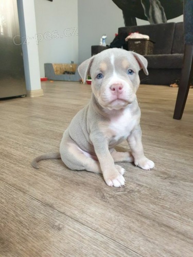 Prod�m �t��ata americk�ho pitbulla.