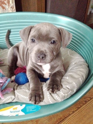 Prod�m zdrav� �t��ata staford��rsk�ho bulteri�ra