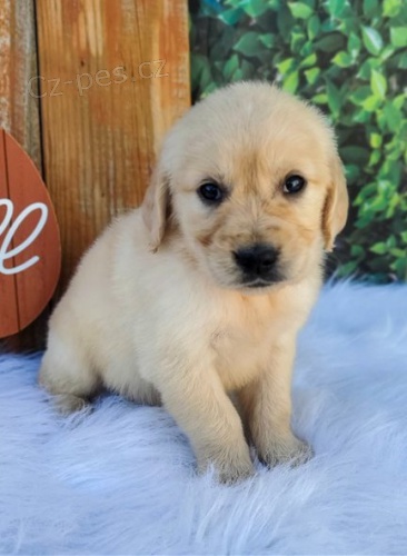 �t��ata zlat�ho retr�vra