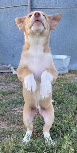 �t��ata hrani�n� kolie