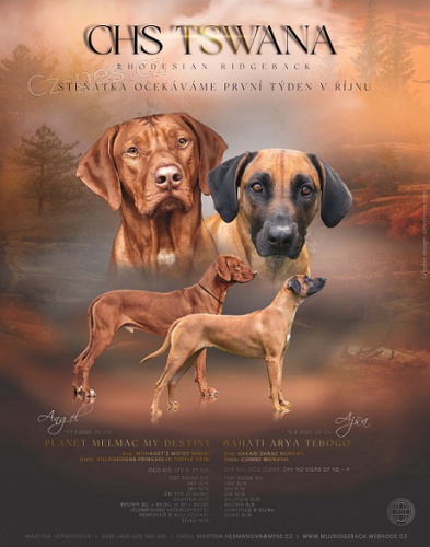 Prod�m �t��ata Rhod�sk� ridgeback s PP