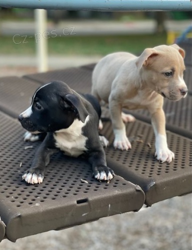 �t��ata americk�ho staford��rsk�ho teri�ra