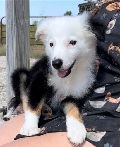 �t��ata hrani�n� kolie