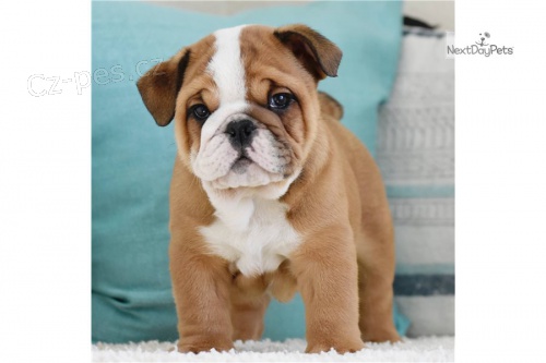 buldo�� �t��ata