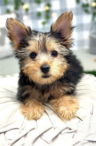 �t��ata jork��rsk�ho teri�ra