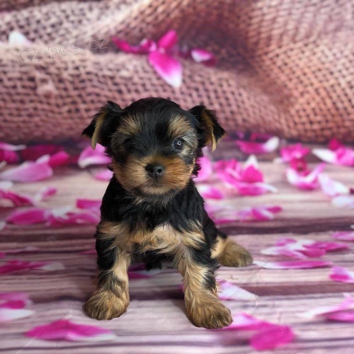 Prod�m mini �t��ata yorkie.