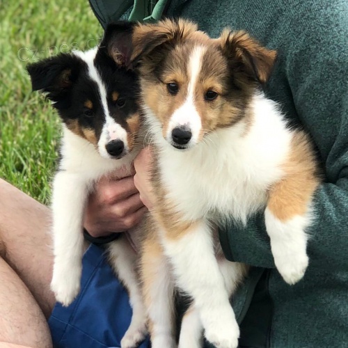 Prod�m �t��ata shetlandsk�ho ov��ka.