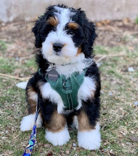 Prod�m �t��ata Bernedoodle.