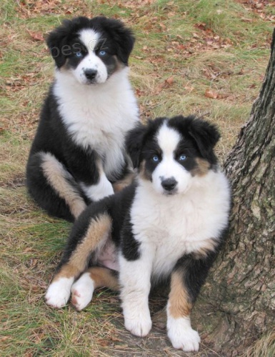 Prod�m roztomil� �t��ata australsk�ho ov��ka