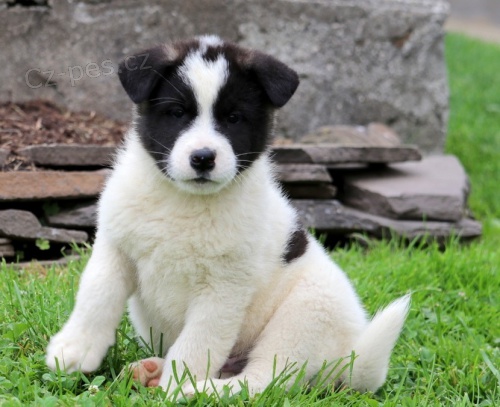 Prod�m �t��ata akita inu.