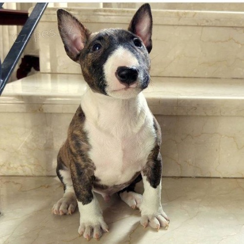 Prod�m �t��ata anglick�ho bulteri�ra.