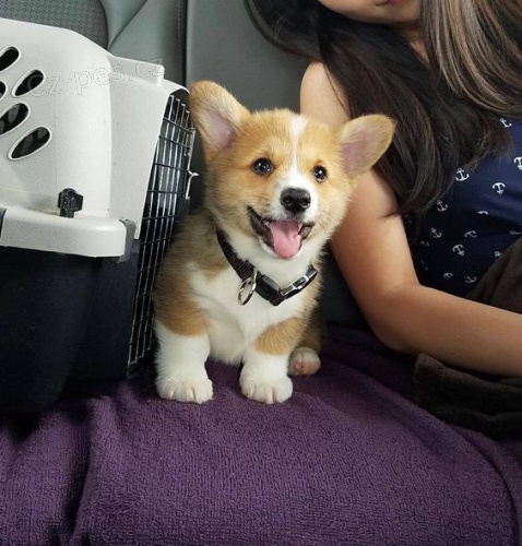 Prod�m �t��ata Pembroke Welsh Corgi.