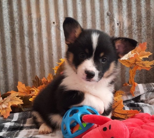 corgi, pembroke welsh �t��ata