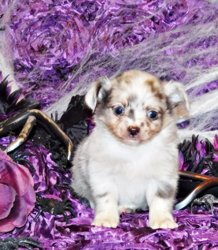 �t��ata �ivavy