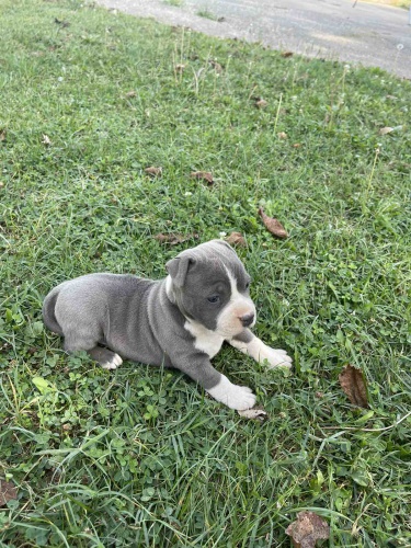 Americk� staford teri�r kr�sn� �t�n�