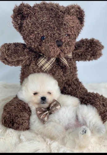 Pomo�ansk� �pic �t��ata