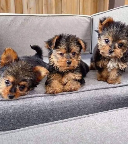 Jork��rsk� teri�r - pejsek s PP