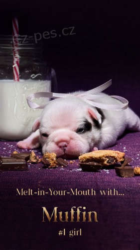 Francouzsk� buldo�ek kvalitn� �t��ata